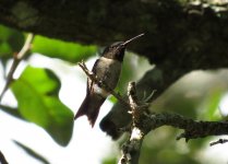 Ruby-throated Hummingbird, Bok Tower 5.jpg