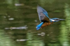 Kingfisher2.jpg