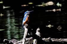 Kingfisher5.jpg