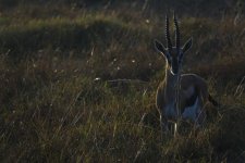 DSC02561 Thompson's Gazelle @ Masai Mara.JPG