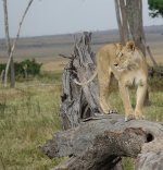 DSC02429 Lioness @ Masai Mara.jpg