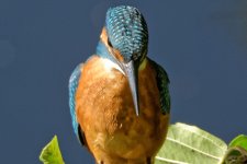 Kingfisher2.jpg