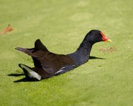 MOORHEN0002.jpg