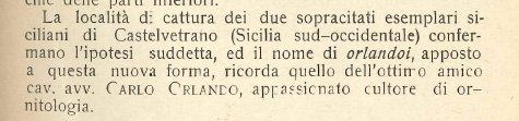 Falco biarmicus orlandoi TRISCHITTA 1939.jpg