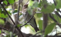 DSC04187 Blue-and-white Flycatcher @ Tai O.JPG