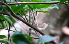 DSC04195 Pale-legged:Sakhalin Leaf Warbler @ Tai O.JPG