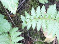 AA Fern 01 03.JPG