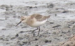 Curlew Sand 1.jpg