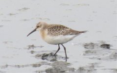 Curlew Sand 2.jpg