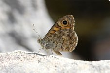 Wall Brown sp 1.jpg