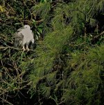 DSC03801 White-bellied Sea Eagle @ Chi Ma Wan.jpg