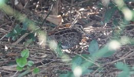 DSC03789 Swintail Snipe @ Pui O .JPG