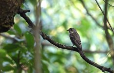 DSC03805 Dark-sided Flycatcher @ Chi Ma Wan.JPG