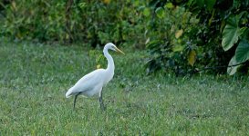 DSC03781 Intermediate Egret @ Pui O.jpg