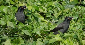 DSC03777 Crested Myna @ Pui O.JPG