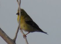 2016 8 August 31 possible Lesser Goldfinch Shiloh CA (1)a.JPG