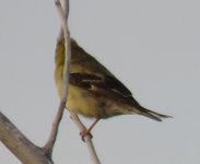 2016 8 August 31 possible Lesser Goldfinch Shiloh CA (2)a.JPG