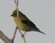 2016 8 August 31 possible Lesser Goldfinch Shiloh CA (3).JPG