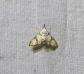 Cirrhochrista caconalis 21 09 16.JPG