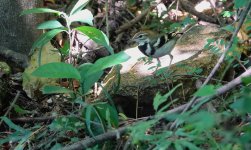 DSC03528 Forest Wagtail @ Pui O.JPG