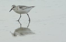 DSC03742 Sanderling @ Pui O.JPG