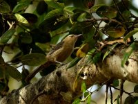 Straight-billed Woodcreeper BRA 6175.JPG