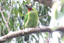 Red-throated Barbet, Male.JPG