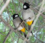 DSC03927 White-cheeked Bulbul @ Dubai.jpg