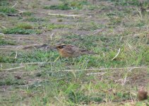 Siberian Accentor, Newbiggin 1.jpg