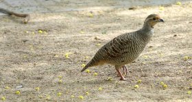 DSC03972 Grey Francolin @ Dubai.JPG