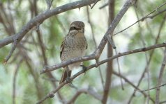 DSC03965 Juv shrike sp. @ Dubai.JPG