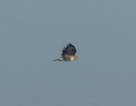 buzzard3.jpg