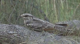 DSC03844 European Nightjar.JPG