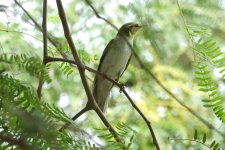 DSC03947 Wood Warbler @ Dubai.JPG