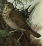 Swainsons thrush.jpg