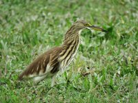 IMG_5710 small Chinese pond heron.jpg