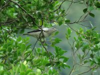 IMG_5436 small White shouldered starling.jpg