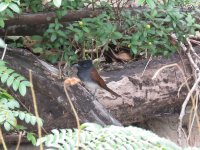 IMG_5470 small Asian paradise flycatcher.jpg