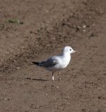 Ringed BHgull.jpg