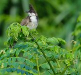 DSC03790 Red-whiskered Bulbul @ Pui O.jpg