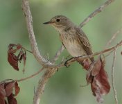 DSC03920 Spotted Flycatcher @ Dubai.jpg