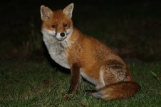 20160920 (3)_Red_Fox.JPG