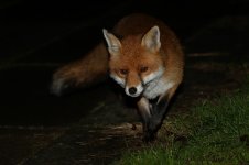 20161012 (2)_Red_Fox.JPG