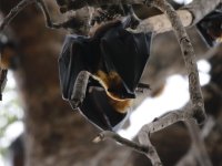 Fruit Bats, Cambodia 1.jpg