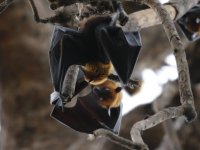 Fruit Bats, Cambodia 2.jpg