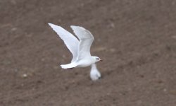 Med Gull 6th Sep 2016.jpg