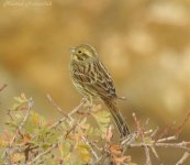 emberiza.jpg