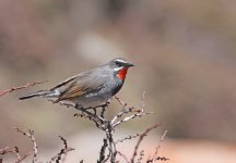 chinese rubythroat2800.jpg