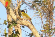 Black-headed Woodpecker.JPG