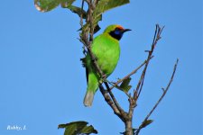 Golden-fronted Leafbird.1.jpg
